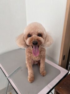 チョコンくんのトリミング写真