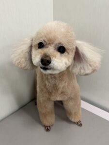 ティアラちゃんのトリミング写真