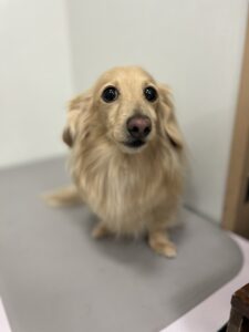 てんくんのトリミング写真