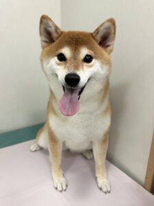 こなつちゃんのトリミング写真