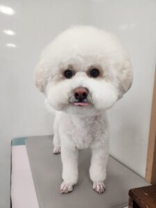 ナナくんのトリミング写真