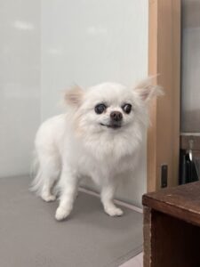 ナナちゃんのトリミング写真