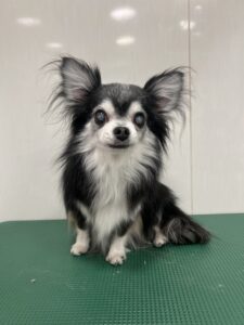 ハチくんのトリミング写真
