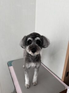 はなちゃんのトリミング写真