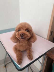 はなちゃんのトリミング写真