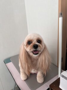 ハニーちゃんのトリミング写真