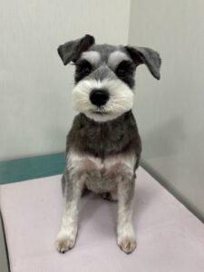 はるちゃんのトリミング写真