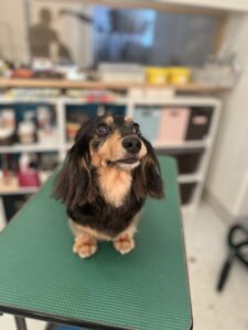 ひなちゃんのトリミング写真