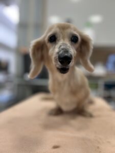 ひまわりちゃんのトリミング写真