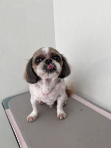 ピッポくんのトリミング写真