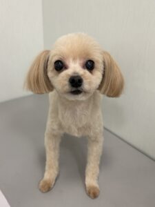 ふわりちゃんのトリミング写真
