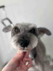 プリンちゃんのトリミング写真