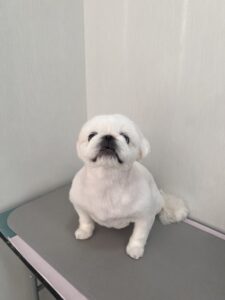 ペコちゃんのトリミング写真