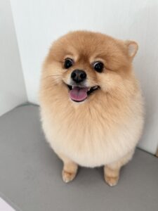 ぽんたくんのトリミング写真