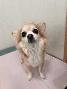 マイカちゃんのトリミング写真