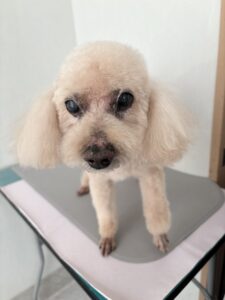 マリンちゃんのトリミング写真
