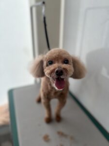 マリ―ちゃんのトリミング写真