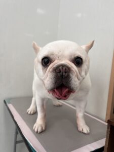 4月21日のわんこたちの写真