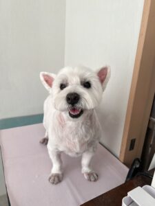 ミルくんのトリミング写真