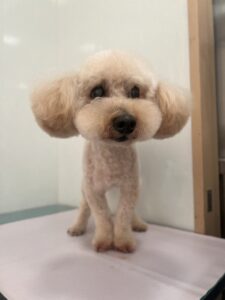 モカくんのトリミング写真