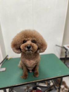 リクくんのトリミング写真
