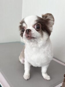 もかちゃんのトリミング写真