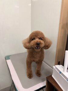もこくんのトリミング写真