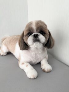 ゆずちゃんのトリミング写真