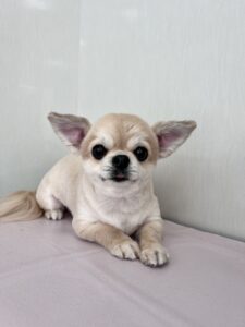 りおちゃんのトリミング写真