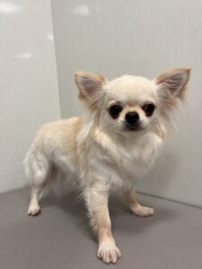 琳(りん)ちゃんのトリミング写真