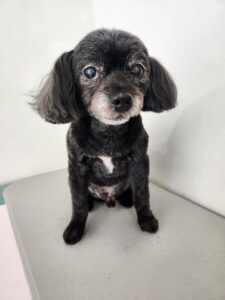 レオくんのトリミング写真