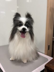 エルくんのトリミング写真