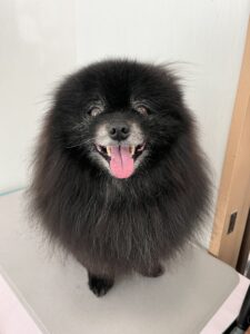 クローバーくんのトリミング写真