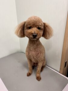 コアくんのトリミング写真