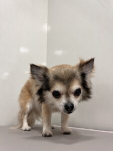 cocoaちゃんのトリミング写真