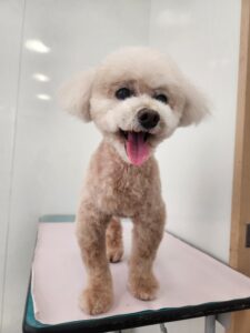 コロくんのトリミング写真