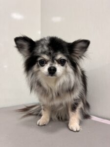 サニーちゃんのトリミング写真
