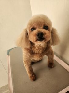 サラちゃんのトリミング写真