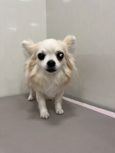 cinnamonちゃんのトリミング写真