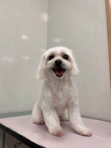 シュガーくんのトリミング写真