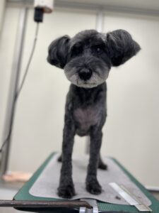 トワくんのトリミング写真