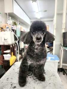 ネロくんのトリミング写真