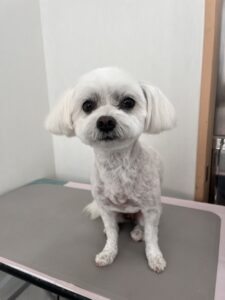 ノアちゃんのトリミング写真