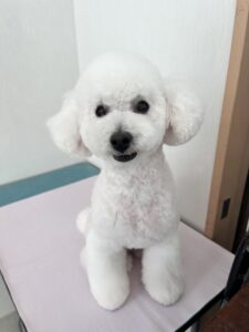 ハッピーくんのトリミング写真