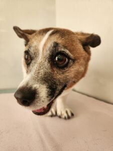 ハナちゃんのトリミング写真