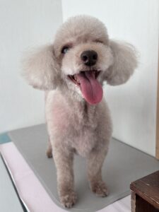 ボアちゃんのトリミング写真
