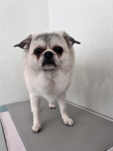 マロくんのトリミング写真