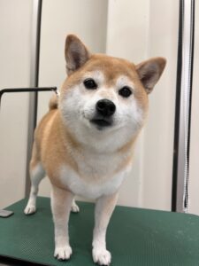 マロンちゃんのトリミング写真