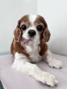 マーブルくんのトリミング写真