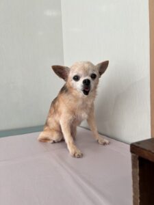 ミロくんのトリミング写真